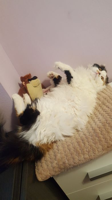 Животни/ шотландска