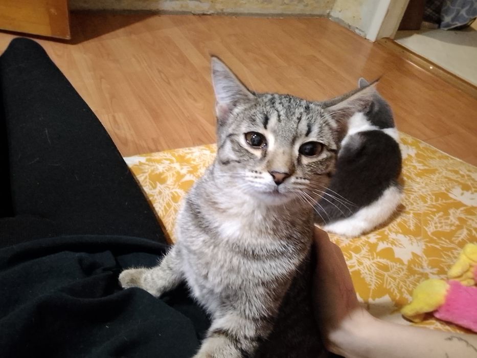 отдам даром в хорошие руки