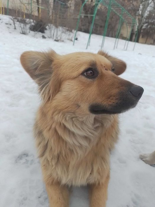 Собачка в добрые руки