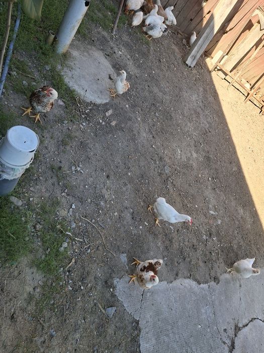 Vand un lot de 37 de pui de casa