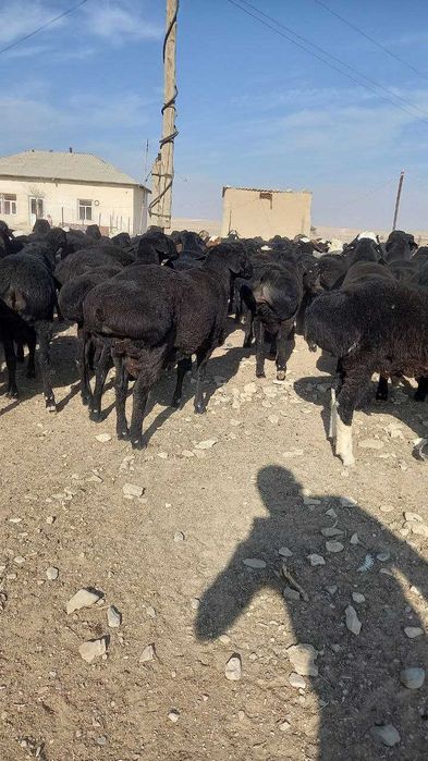 Semiz quzi quchqorlar sotiladi . 72 000 dan jivoy kg