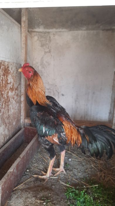 1 yillik dakan xoroz sotiladi