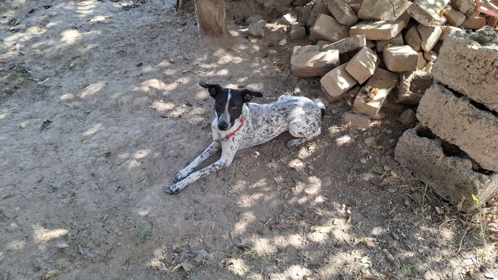 Продаётся умная сабака в хорошей руки