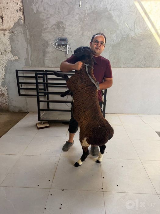 qoylar qoʻchqor sotiladi jivoy vesiga 95.000 mingdan kota qoʻylarmiz