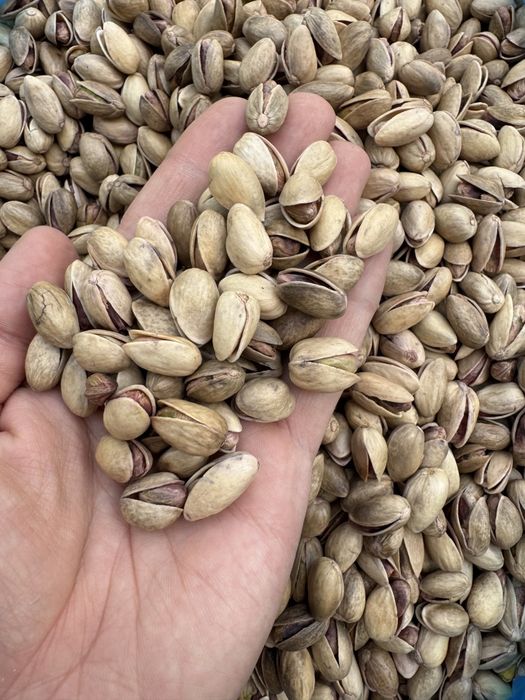 Местные фисташки mestniy pista ozimizni Uzbekiston pistasi Узбекские