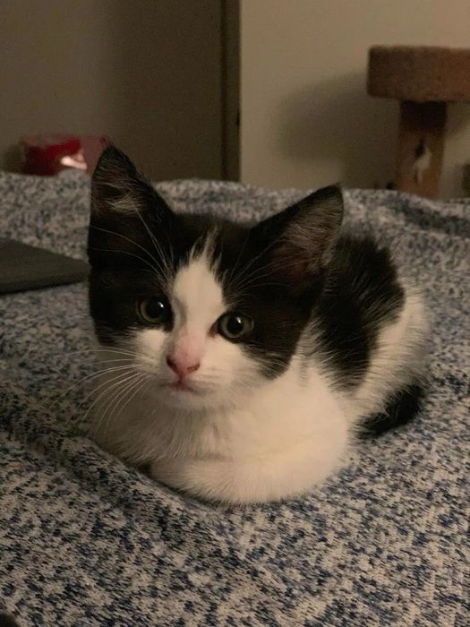 Котенок мальчик отдается в добрые руки