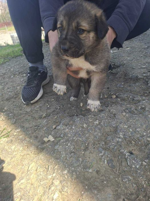 Подарявам 3 кученца