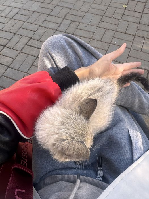 Отдам котенка, породистый