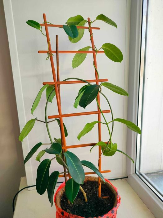 Комнатный цветок Стефанотис