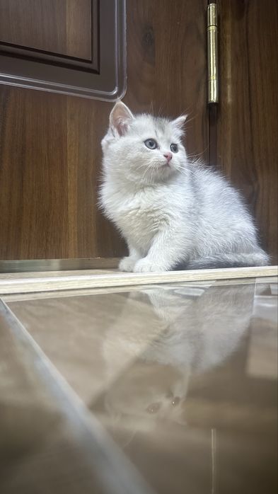 шотландская кошка скоттиш фолд и страйт