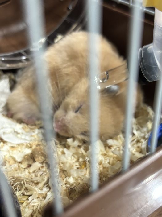 Продам хомяка с клеткой