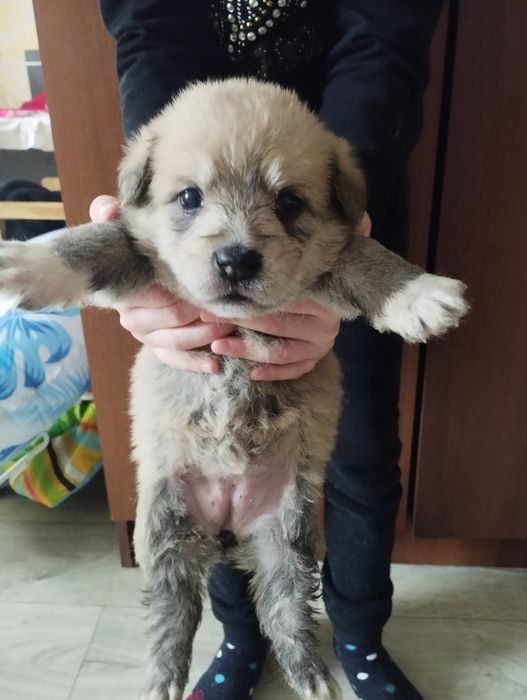 Отдам даром щенят.красивых.