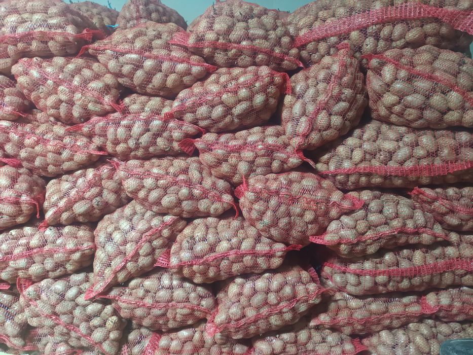 Sămânța de cartofi