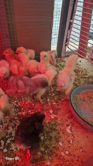 Pui brahma herminat deschis pe negru, negru,albastru !