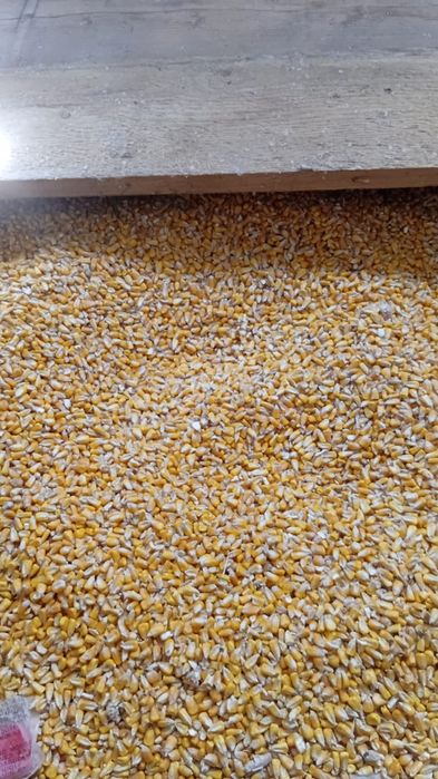 Boabe de porumb și grau