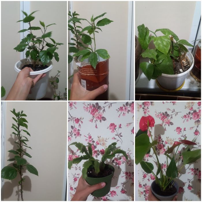 Уй гүлдері сатылады