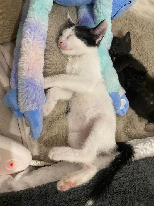 Pisicuti spre adoptie