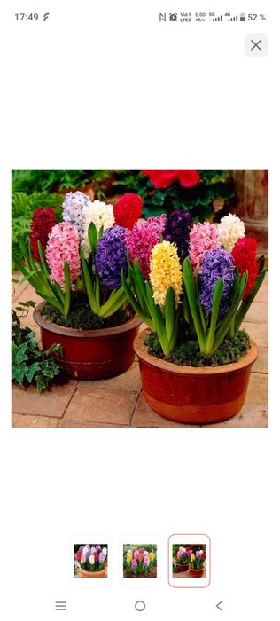 Гиацинты , оптом и в розницу