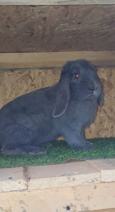 Mascul berbec german