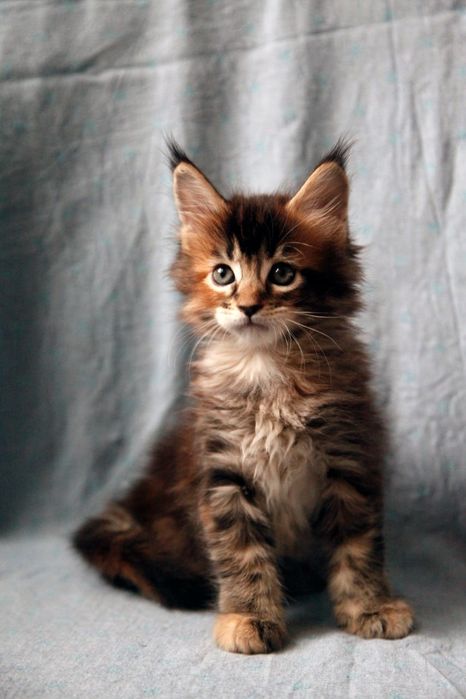 Продаются Котята Мейн-кун