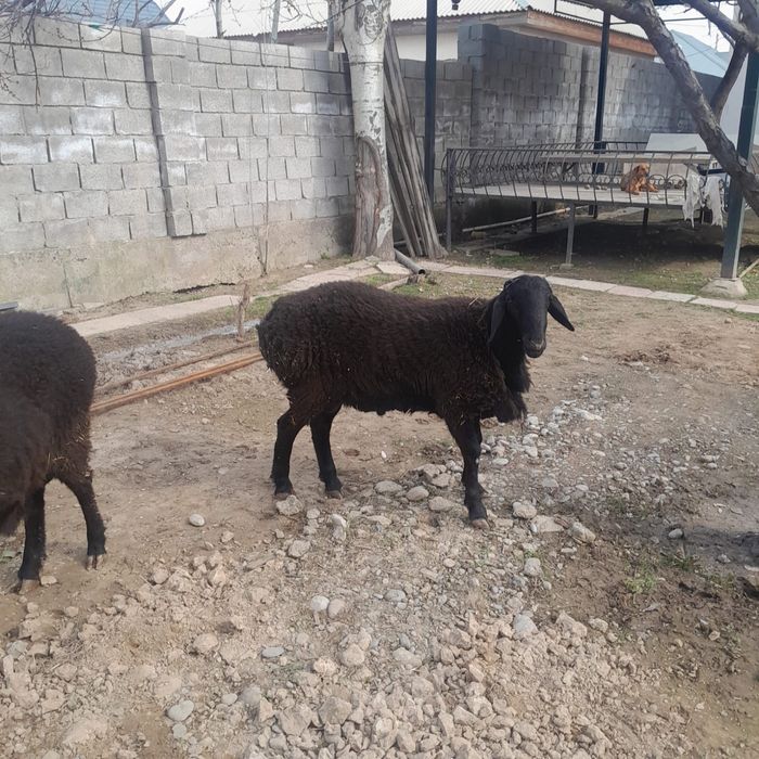 Қой (Баран) сатылады семіз