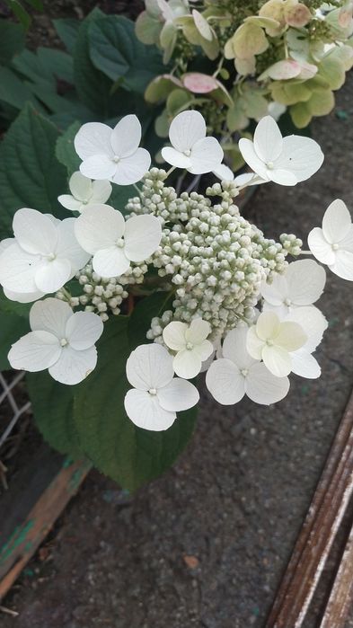 Продам гортензии