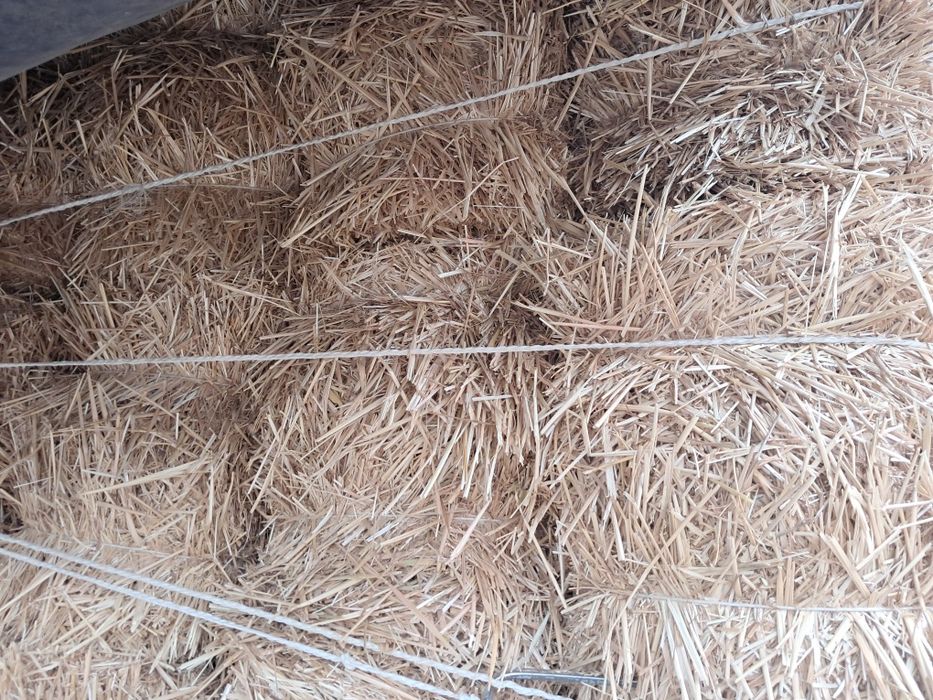 Сомон беда хашак прес бор