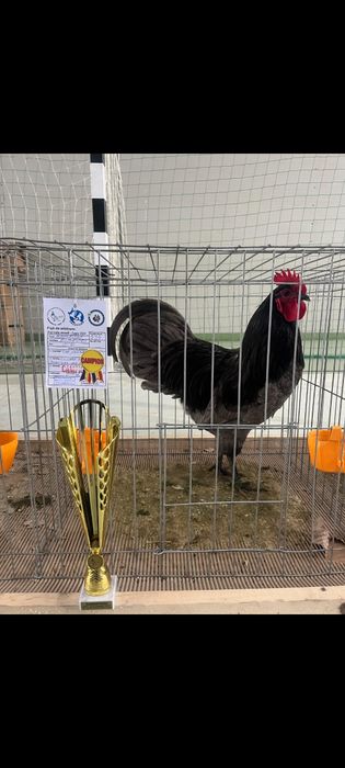 Australorp negru, albastru,alb