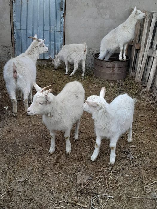 Ұрғашы тушалар сатылады