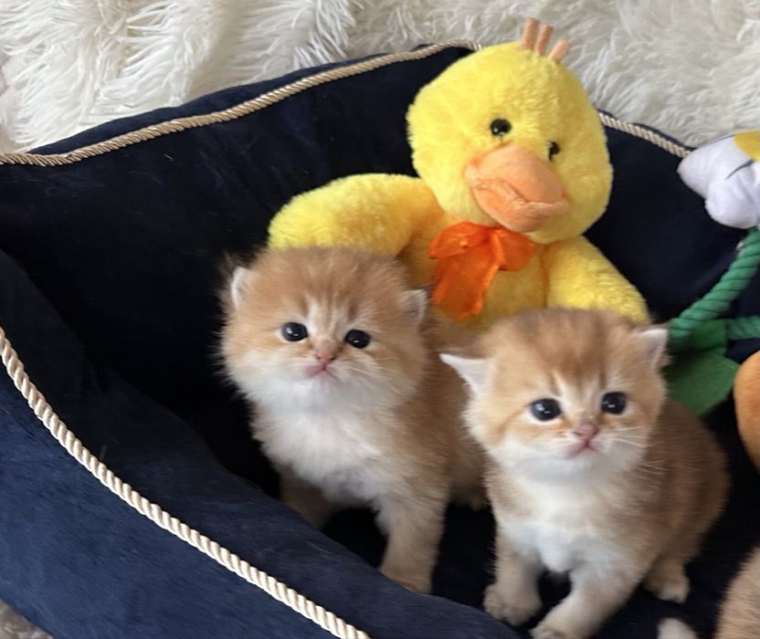 Златни британски чинчили