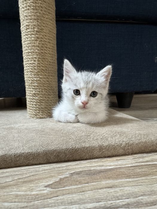Отдам в хорошие руки котят