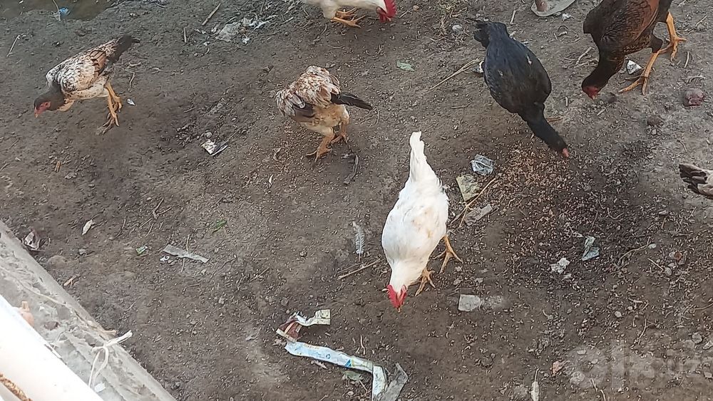 15 ta tavuq sotiladi