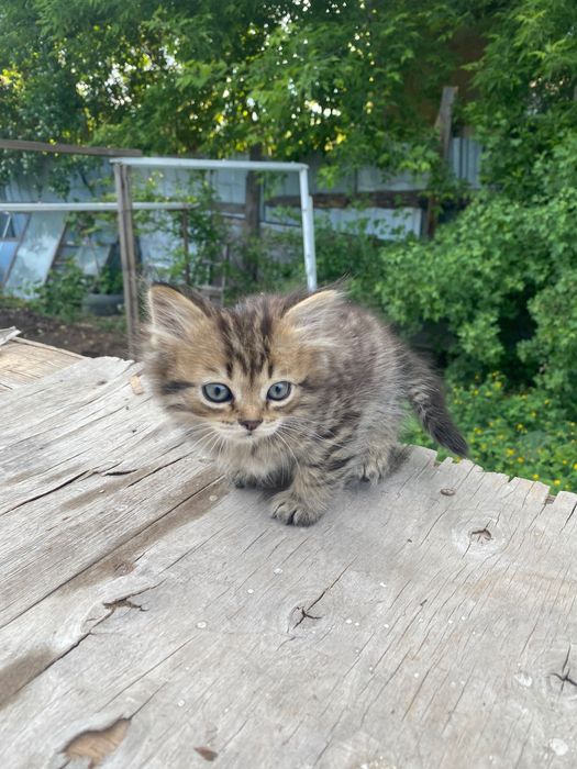 Отдам даром котят