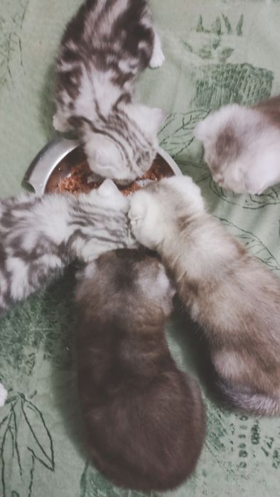 Шотландские чистокровные шиншиллы