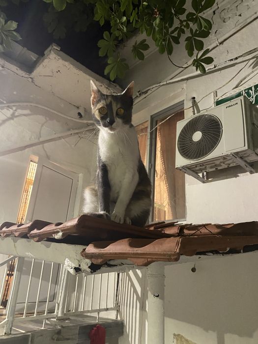 Изгубена котка !