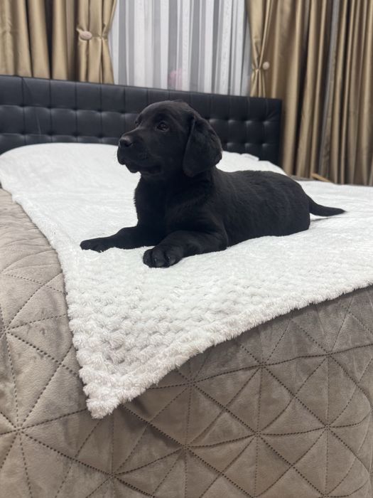 Чистокръвни Лабрадор Ретривар: