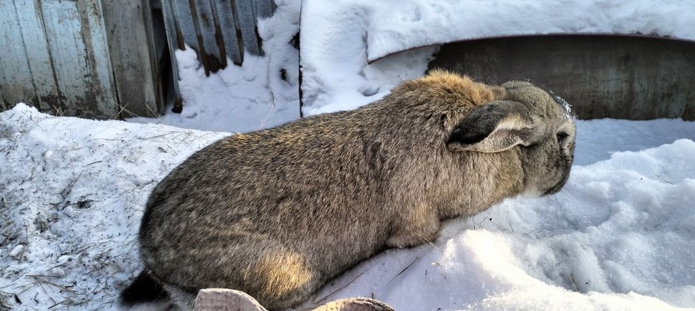 Продам девочку помесь фландер с великаном