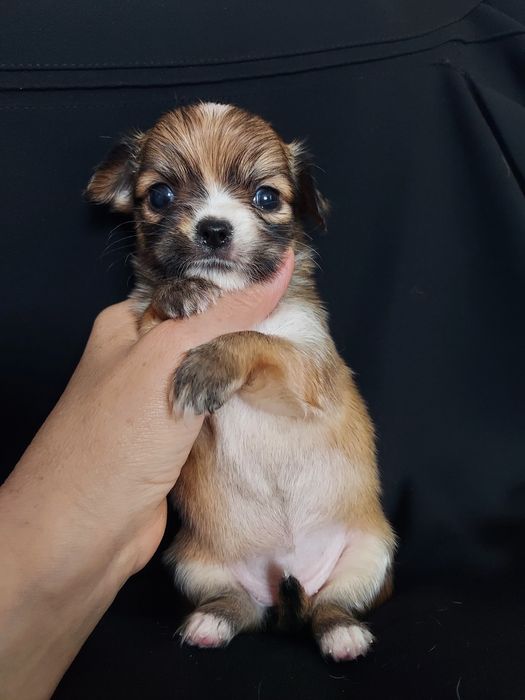 Продаю щенков чихуахуа