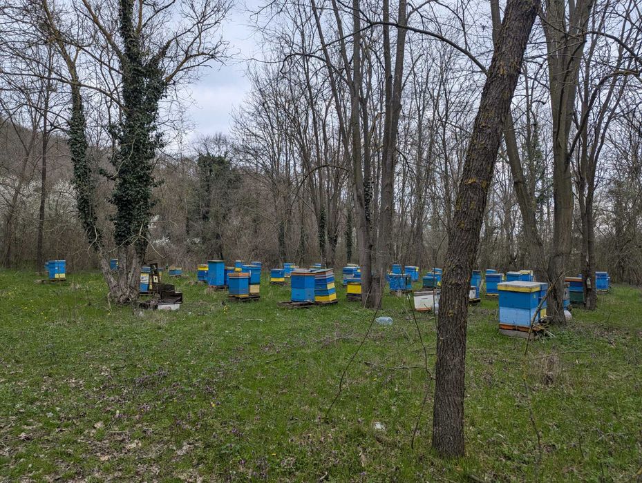 Продава се пчелин
