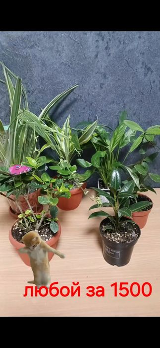 Комнатные растения от 2500