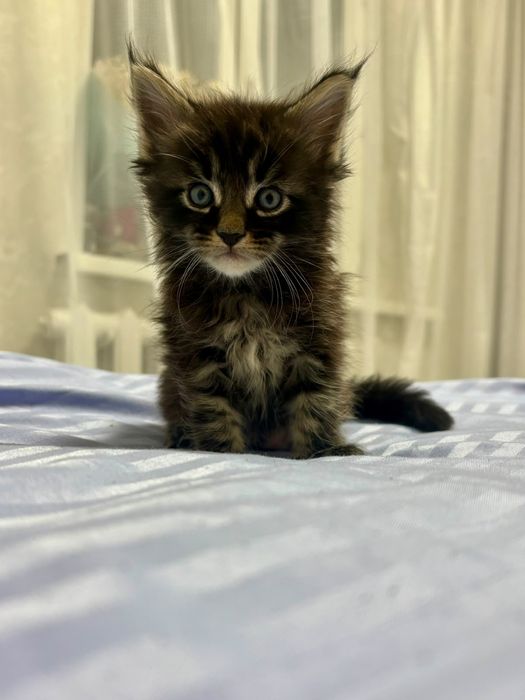 Котята породы Мейн-кун