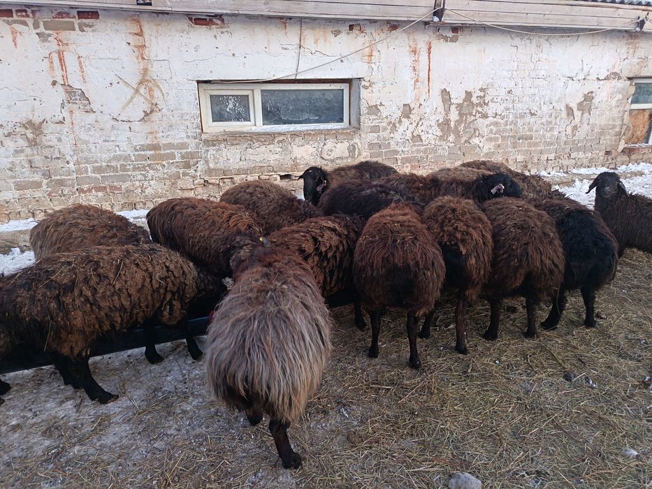 Еділбай тұқымды қошқарлар сатылады