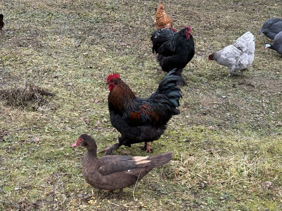 Oua incubat rate lesesti ciocolatii