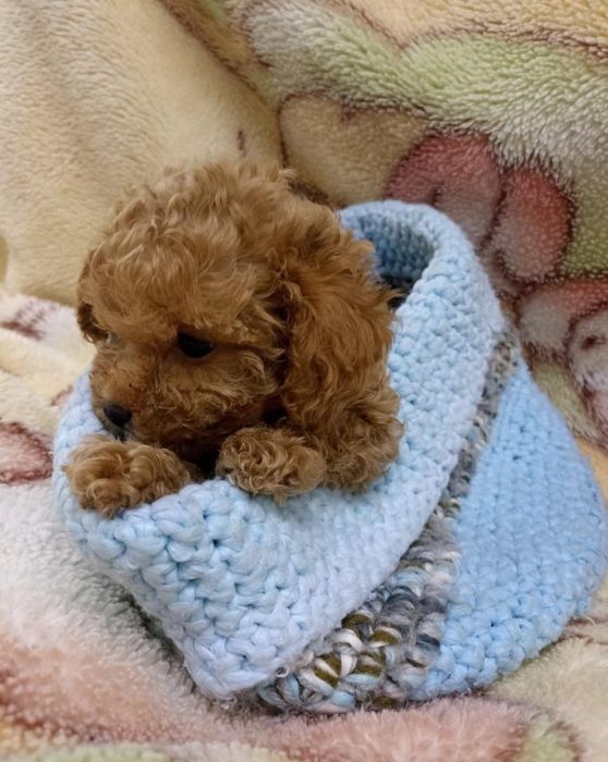 Абрикосовые щенки той пуделя