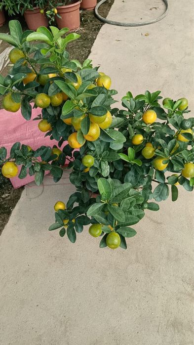 Мандарин меваси билан сотилади Оптом нарх