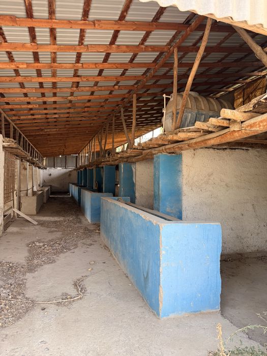 Yangiyolda 20 sotik ferma arendaga qoyiladi  hama sharoit bor