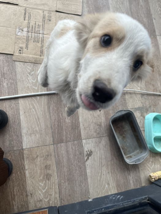 Отдам бесплатно на хорошую руку щенка, мальчик. Очень умный красивый