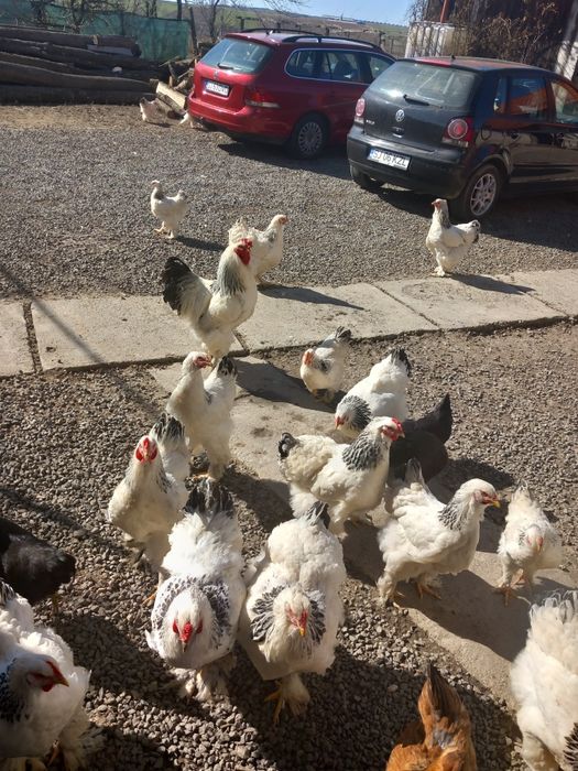 Oua brahma pt.incubat,si tineret