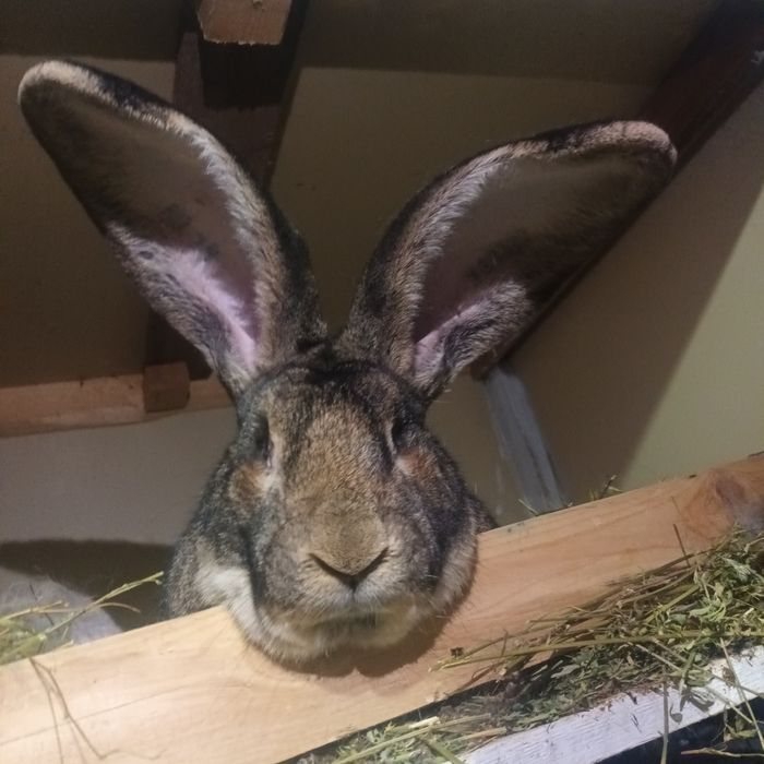 Iepuri Uriaș German gri