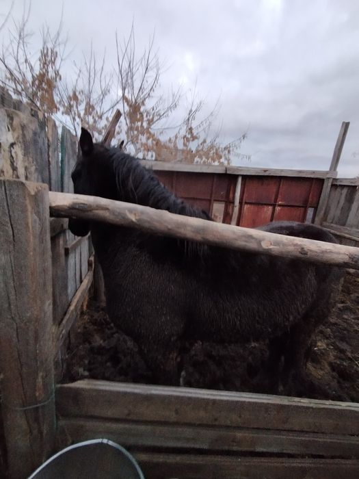 Продаётся жеребец полутяж